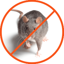 Rodents
