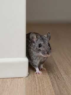 Realistic house mouse peeking from behind a white baseboard on a wood floor