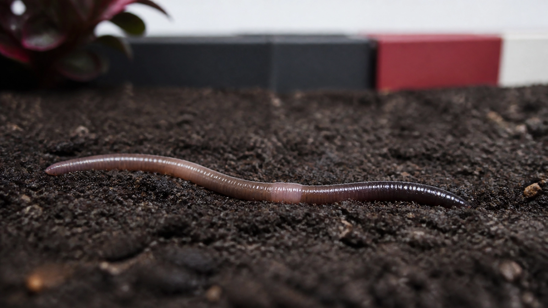 Asian Jumping Worm in Soil