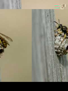 A paper wasp near the beginning of a nest on a wooden surface