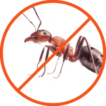 Ant with a red prohibition symbol representing professional ant control